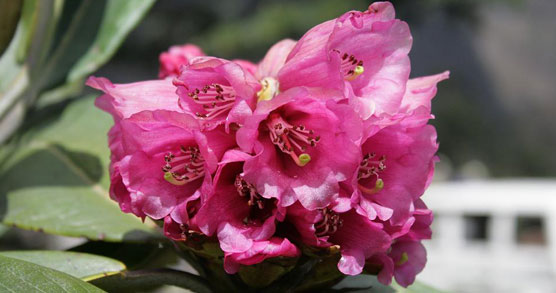 Rhododendron