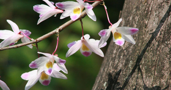 Orchid ( Dendrobium )